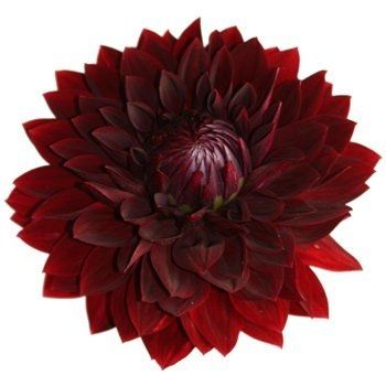 For Barbara getting married in CA, some floral ideas