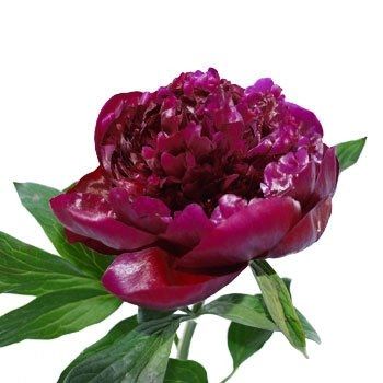 For Barbara getting married in CA, some floral ideas