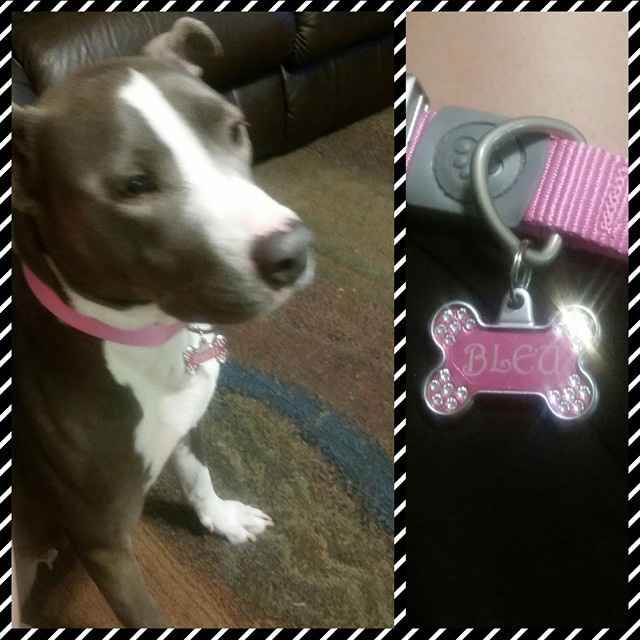 Got a new puppy, lets see a pic of your pets