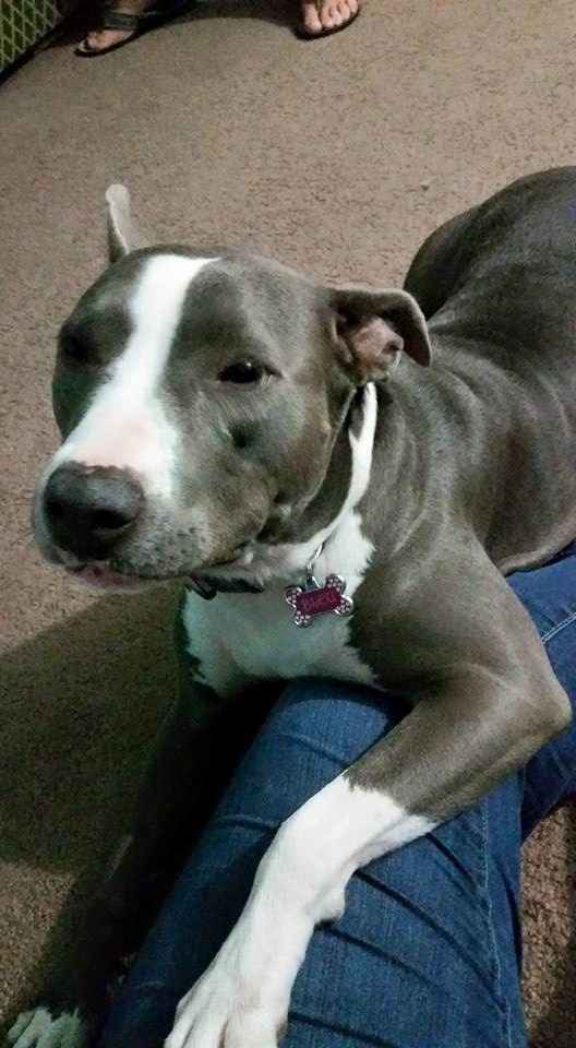 Got a new puppy, lets see a pic of your pets