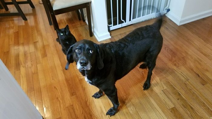 Nwr- show me your fur babies