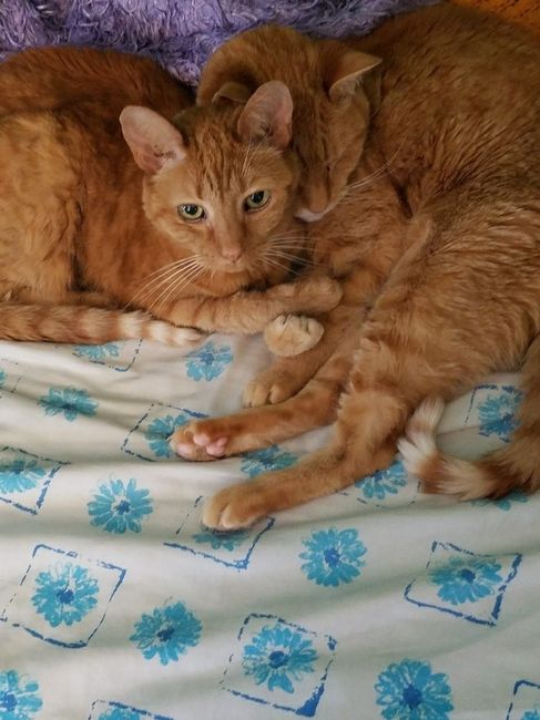 Furbabies?(non wedding post)
