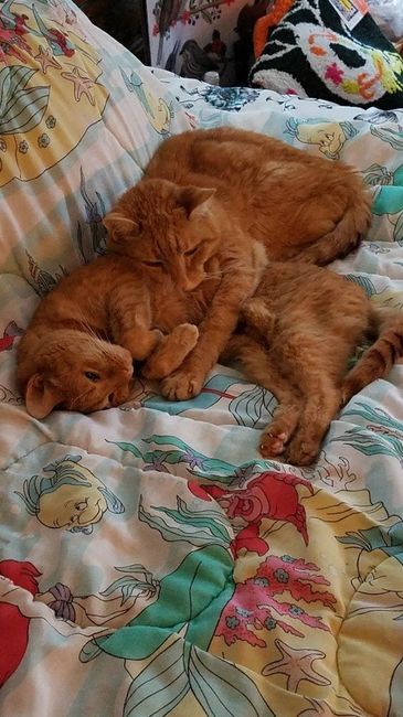 NWR-Cat People Help