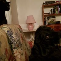 Furbabies?(non wedding post)