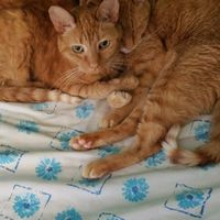 Furbabies?(non wedding post)