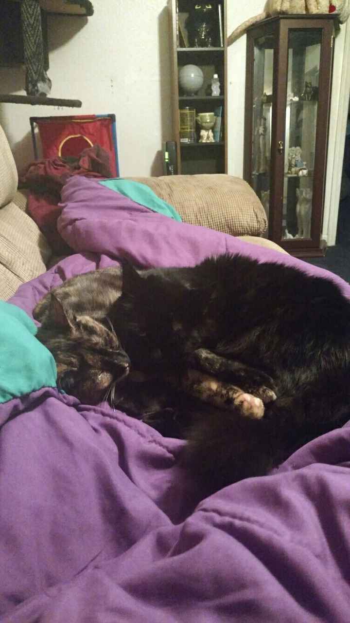 Paging all animal lovers