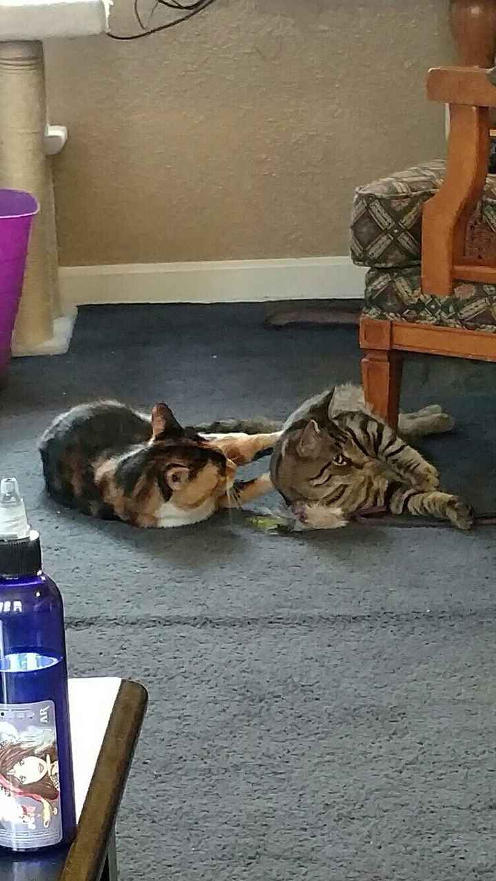 Paging all animal lovers