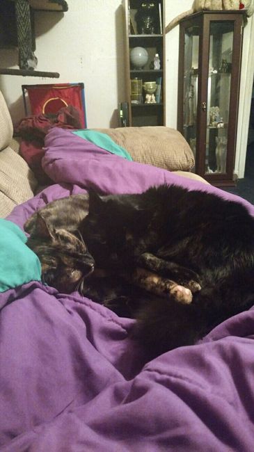 Paging all animal lovers