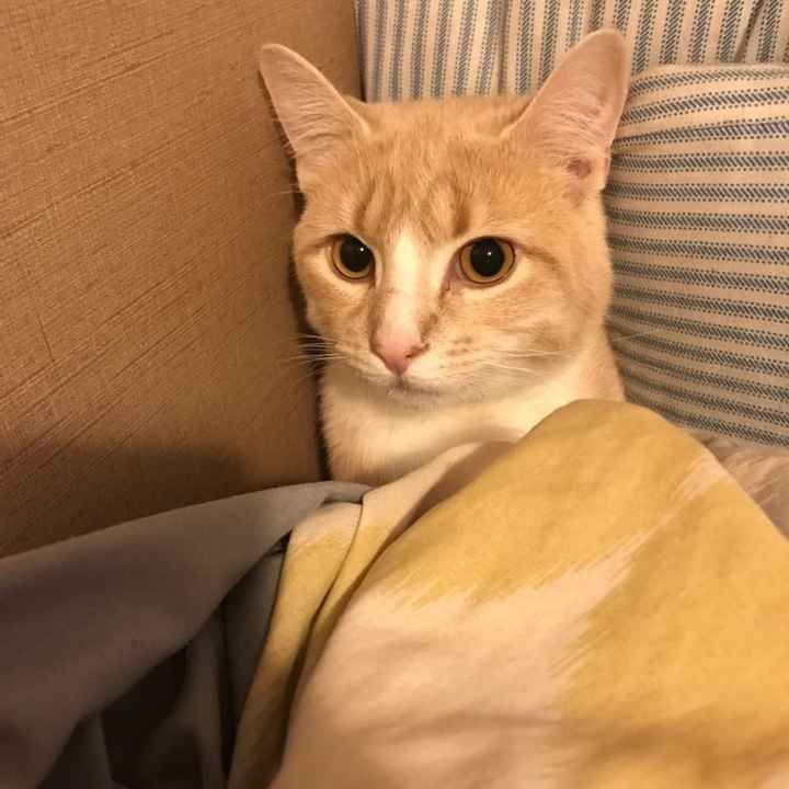 Nwr- show me your fur babies