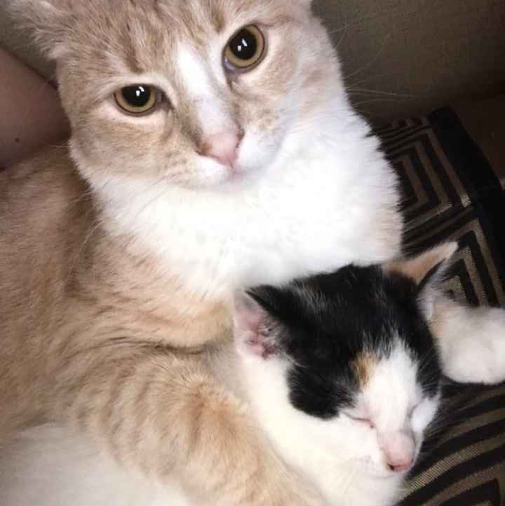 NWR: Silly pictures of your pets