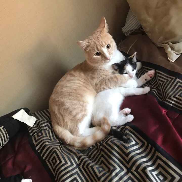 NWR:  Show me your fur babies!