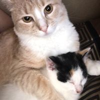 NWR: Silly pictures of your pets