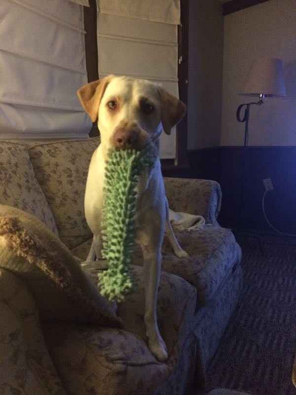 It's Fursday! Share the love!