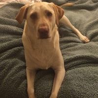 NWR- pets! We love them show me yours :)