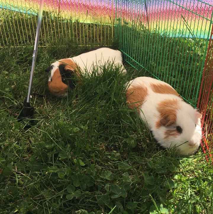 Furbabies?(non wedding post)