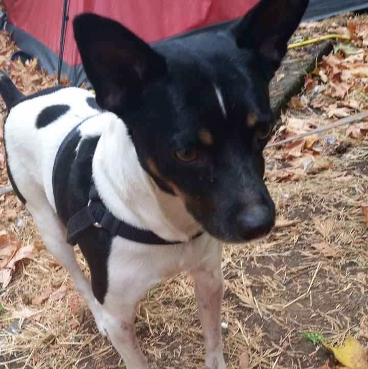 Furbabies?(non wedding post)