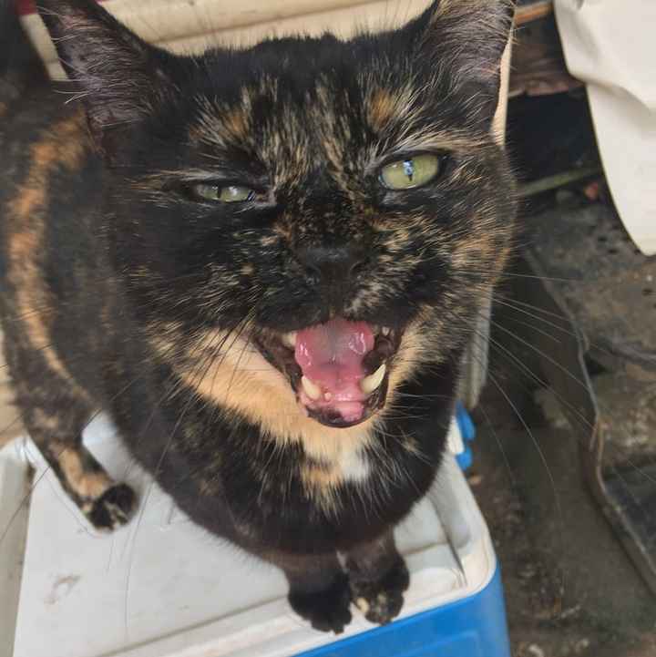 Furbabies?(non wedding post)