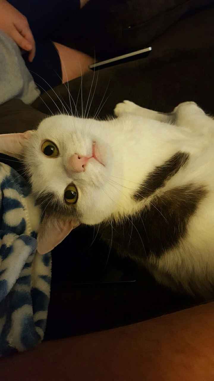 NWR: Sullen Teenage Cat Years