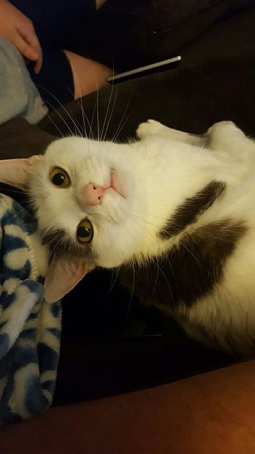 NWR: Sullen Teenage Cat Years