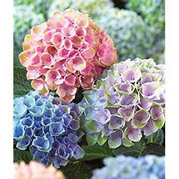 Bridesmaid bouquet - 1