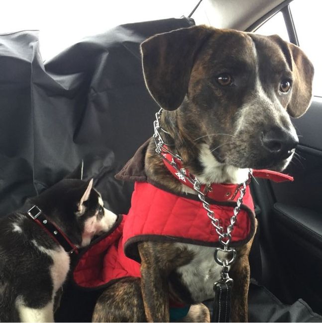 NWR: I rescued a puppy!