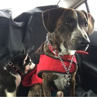 NWR: I rescued a puppy!