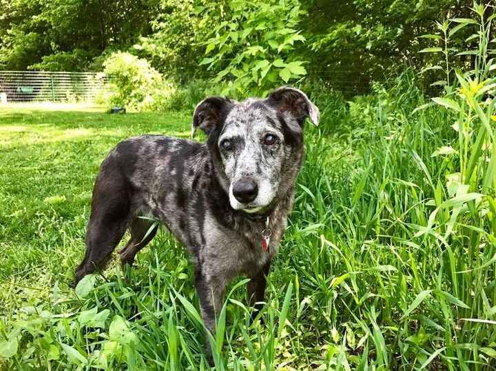 NWR: I don't think our pup is going to make it