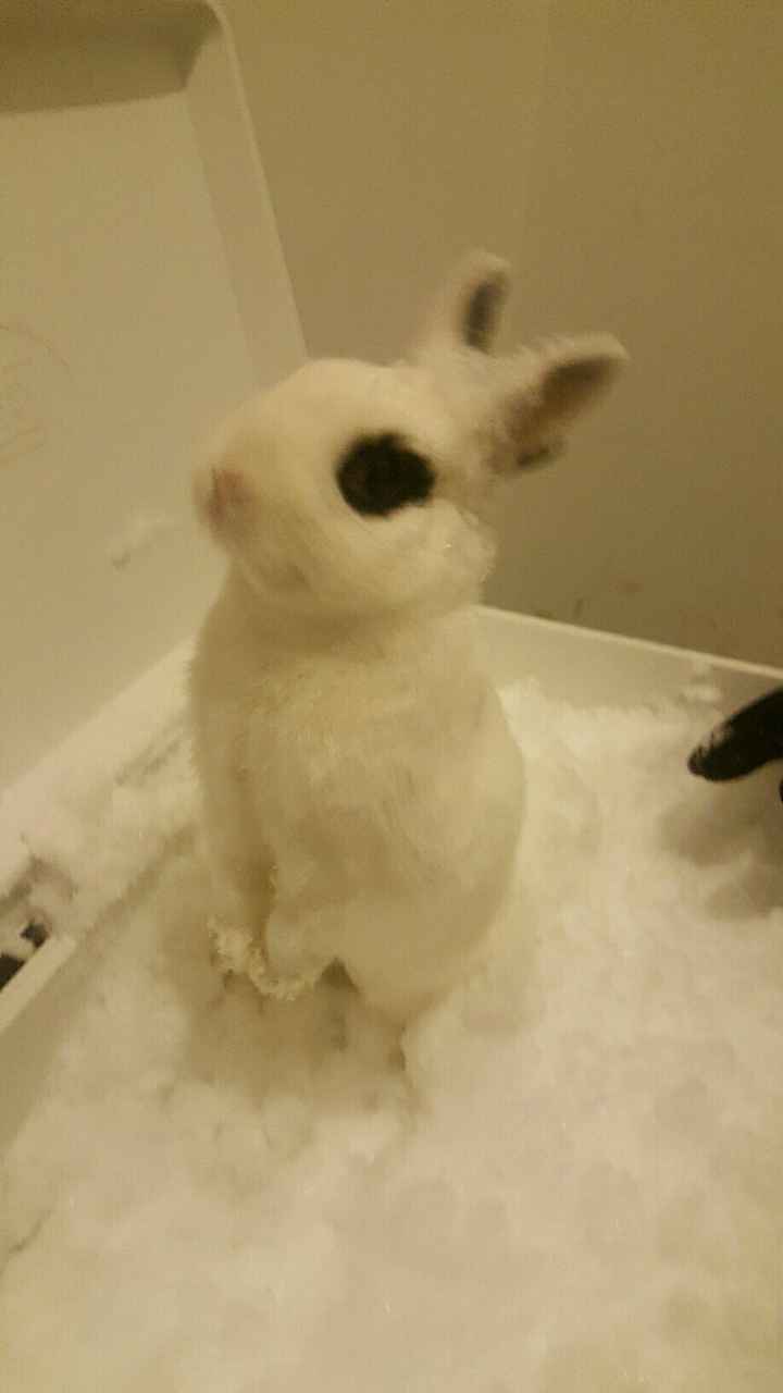 Furbabies?(non wedding post)
