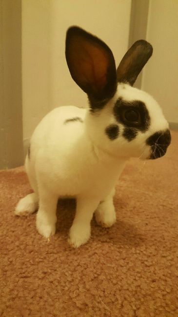 Furbabies?(non wedding post)