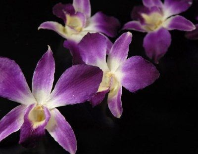 Need your help...especially from those who used fake/silk flowers or are going to use them