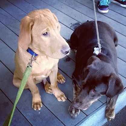 Pets in the wedding..