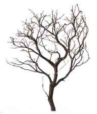 Show me your manzanita branches!!!
