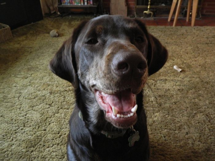 NWR:  Fur Babies