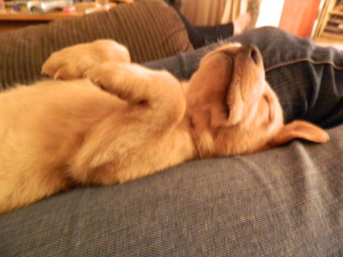 NWR:  Fur Babies