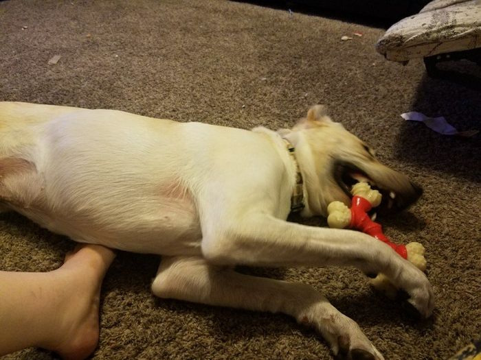 NWR: Show me your fur babies