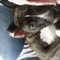 NWR: Fur baby thread!