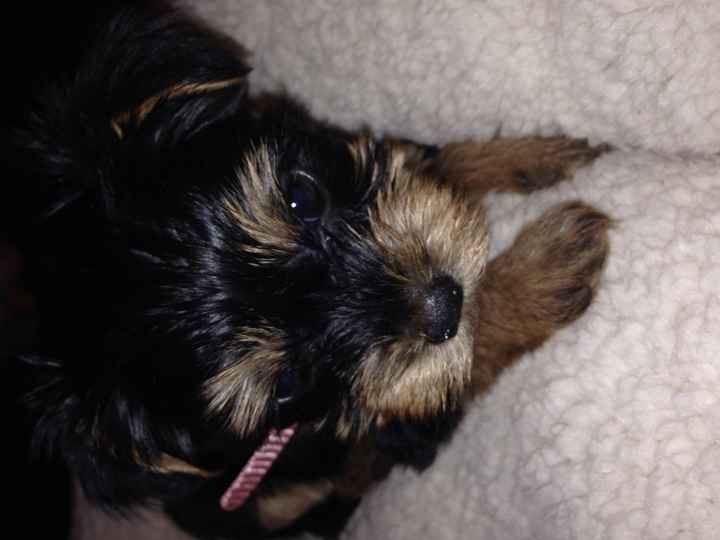 NWR- I have a puppy!!!!!