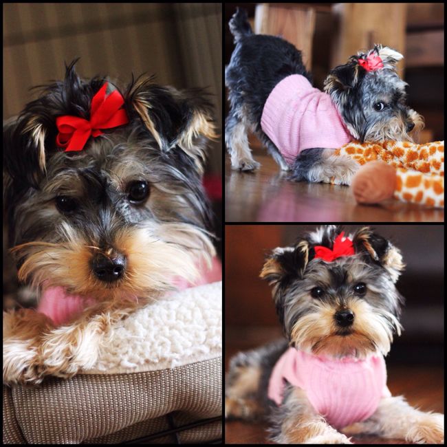 #petlife - pet memes & furbaby pictures!