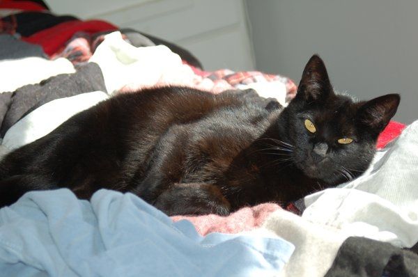 Furbabies (to lighten the mood)