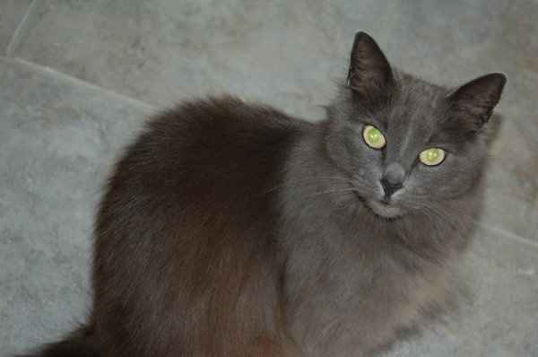 Furbabies (to lighten the mood)