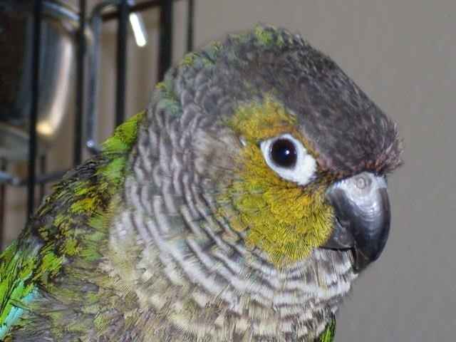 NWR: Lets See Your Fur Babies!