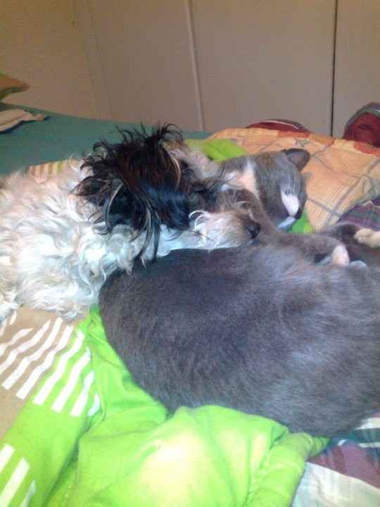 NWR: Lets See Your Fur Babies!
