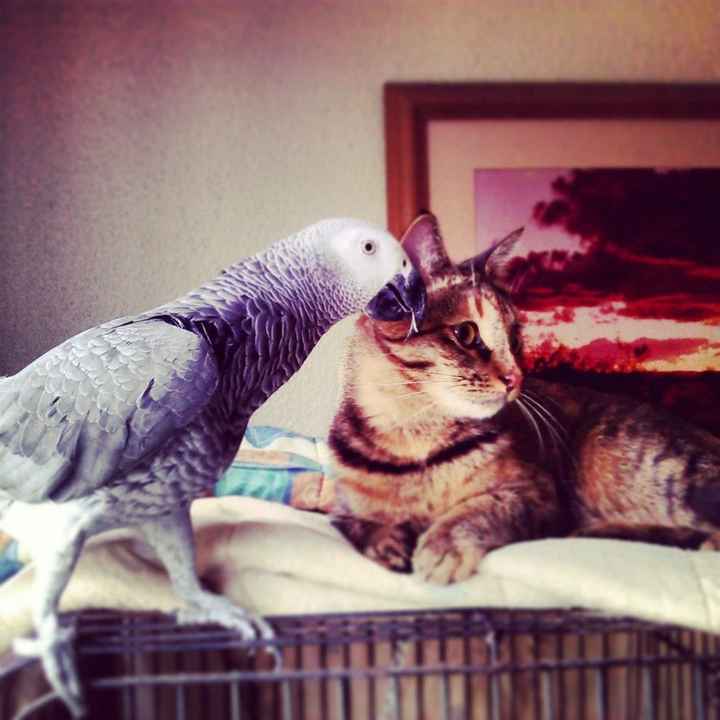 NWR: Lets See Your Fur Babies!