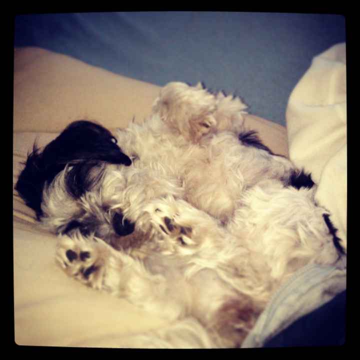 NWR: Lets See Your Fur Babies!
