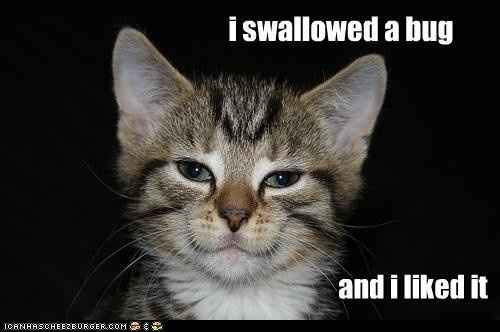 Time to Post Funny Cat Pics!