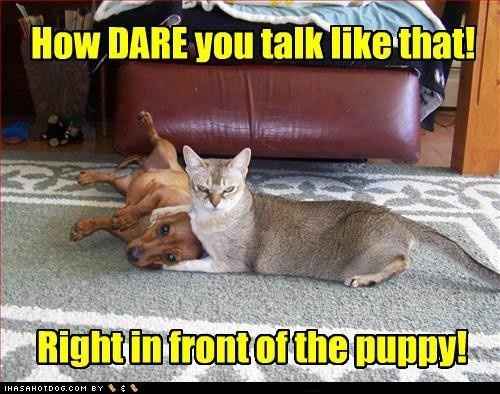 Time to Post Funny Cat Pics!