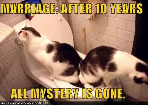 Time to Post Funny Cat Pics!