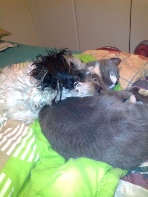 NWR: Lets See Your Fur Babies!