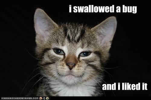 Time to Post Funny Cat Pics!