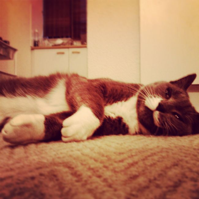 All the cat lovers!!